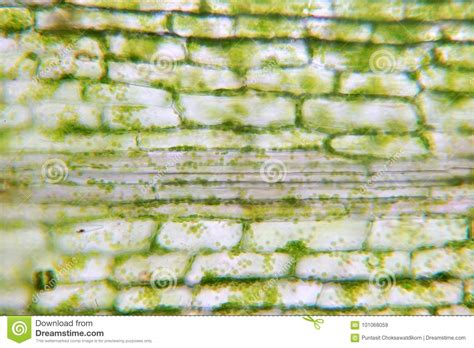 Browse 153 plant cells under microscope stock photos and images available, or start a new search to explore more stock photos and images. Plant cell stock image. Image of microscopic, abstract ...
