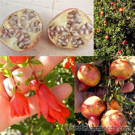 White Pomegranate Punica Granatum Seeds Fair Dinkum Seeds
