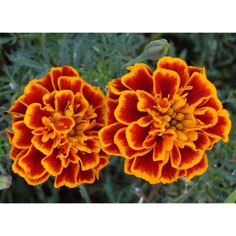 Bunga marigold adalah salah satu bunga yang indah, selain keindahannya bunga marigold memiliki berbagai manfaat untuk kesehatan. 13+ Gambar Bunga Marigold Ungu - Gambar Bunga Indah