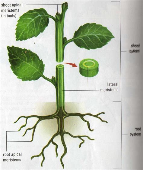 The Life Cycle Of A Brassica Rapa