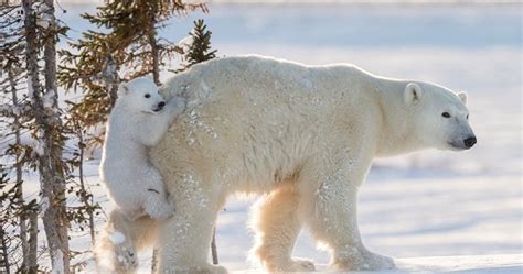 Watch Polar Bear Cub Hitches Ride On Its Mom In Northern Manitoba