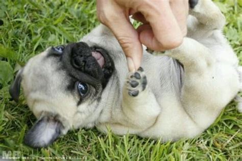 Baby Pug Too Cute Pugs Animals Pinterest