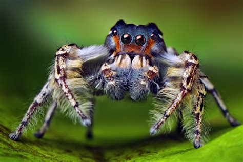 Study Explores Jumping Spiders Color Perception Calvin University Chimes