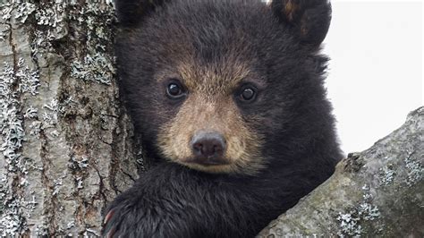 Search free bear wallpapers on zedge and personalize your phone to suit you. 1920x1080 bear, cub, eyes 1080P Laptop Full HD Wallpaper ...