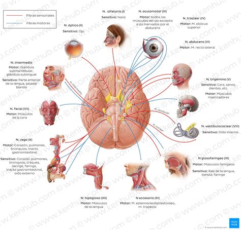 Pares craneales Anatomía nombres funciones mnemotécnica Kenhub