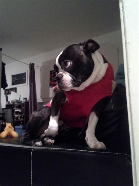 Boston Terriers — Duncan Makes It Very Hard To Stay Mad At Him