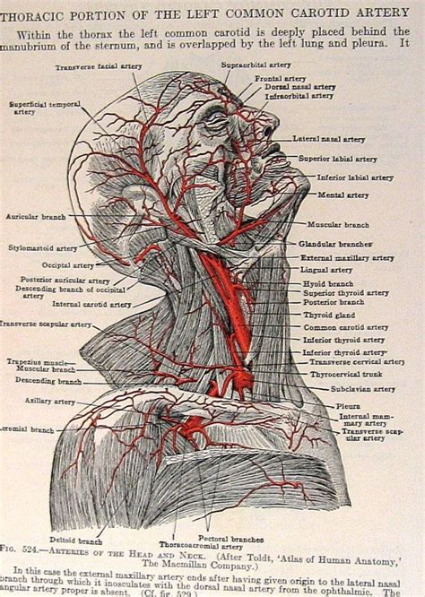 Arteria carotis interna) is located in the inner side of the neck in contrast to the external carotid artery. 9 best face anatomy images on Pinterest | Face anatomy, Facial muscles and Google images