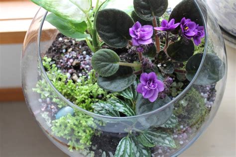 10 Famous Plants For Terrariums That Are Easy To Grow Home And Gardening Ideas