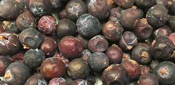 Wacholderbeeren sind ein hervorragendes gewürz, erfrischen mit ihren desinfizierenden eigenschaften und dem guten aroma auch die zähne. Wacholderbeeren -aromatische Würze für Wild | Gewürzkompanie