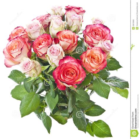 Il mazzo di rose rosse è uno dei bouquet floreali più apprezzati dagli innamorati. Mazzo Di Rose Dentellare E Rosse Fotografia Stock - Immagine di giardino, freschezza: 23073302