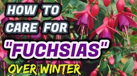 How To Care For Fuchsias Over Winter Youtube