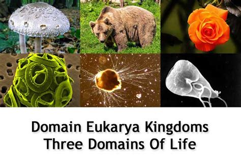 Domain Eukarya Kingdoms Three Domains Of Life Bioexplorernet