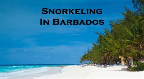 snorkeling in barbados best beaches to snorkel snorkel around the world snorkeling