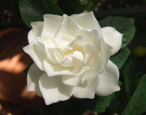 Filewhite Gardenia Flower Wikimedia Commons