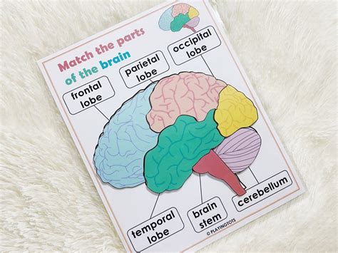Brain Anatomy Matching Activity Printable Parts Of The Human Etsy