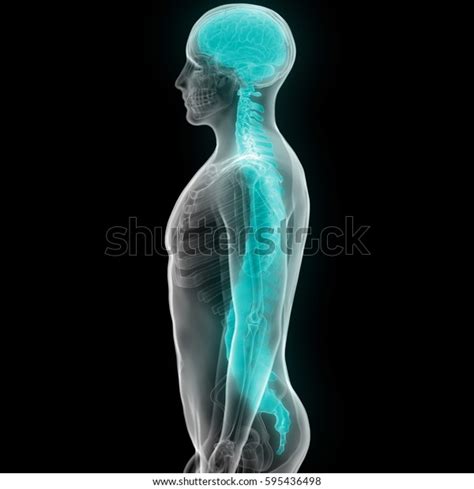 Human Brain Spinal Cord Part Human Stock Illustration 595436498