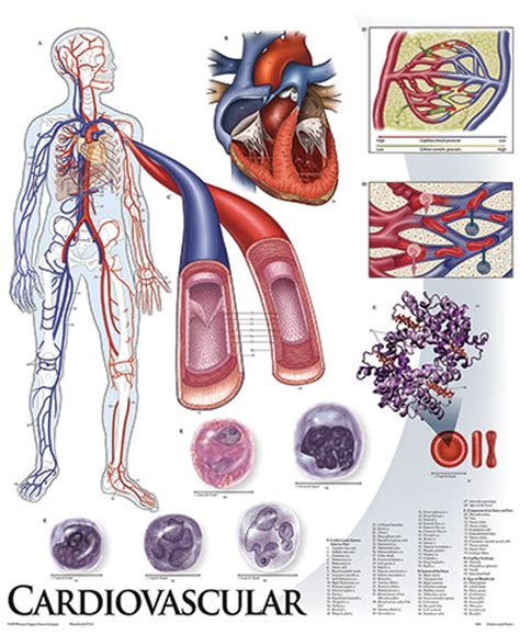 Anatomy Posters And Charts Cardiovascular