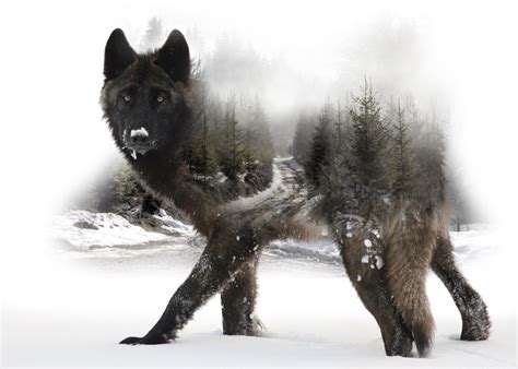 Project Photoshop Double Exposure Wolf Winter George