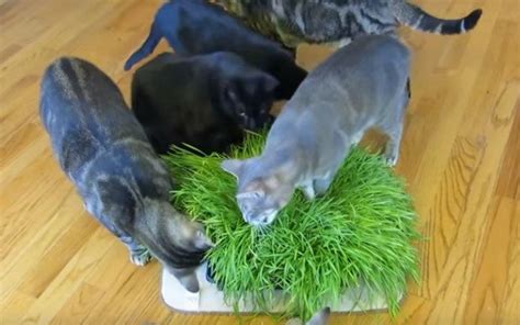 Can a cat eat wheat grass? Can Cats Eat Wheatgrass