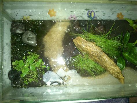 Untuk aquarium aquascape di dalam ruangan yang tidak ada penerangan dari jendela misalnya, lampu ini wajib ada sebagai pengganti sinar matahari agar tanaman air yang hidup di dalamnya dapat tumbuh dan hidup secara normal. 60 Model Akuarium Kecil Cocok Untuk Hiasan Kamar Tidur ...