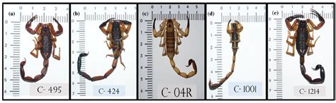 The Scorpion Files Newsblog Genetic Diversity Of Medically Important