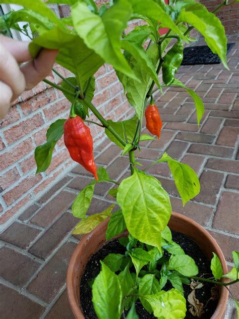 How Long Can A Ghost Pepper Stay On The Plant Once It Turns Red The