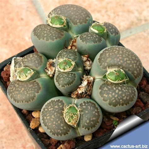 And it is also squishy and not very prickly. Lithop leaves are squishy to the touch : succulents