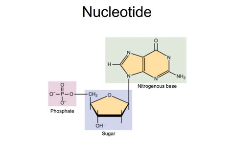 Nucleotides Dna Diagram Labeled Simple