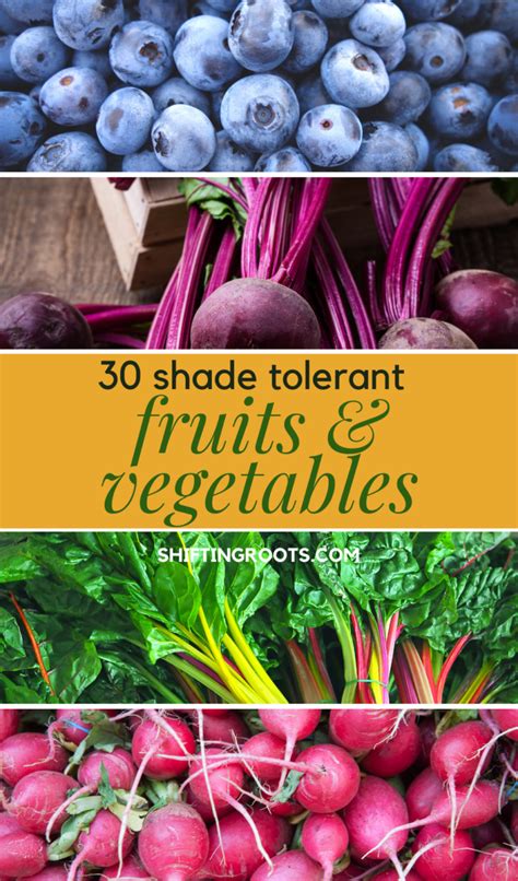 30 Fruits Vegetables And Herbs You Can Grow In Part Shade Fast