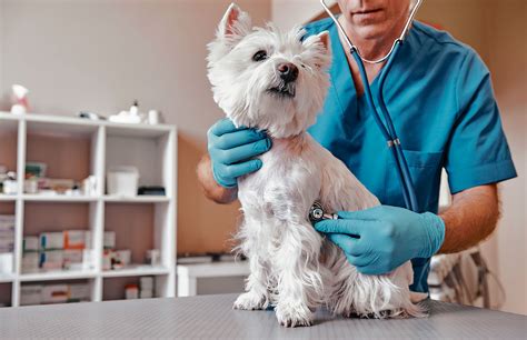 ¿con Que Frecuencia Debo Llevar A Mi Mascota Al Veterinario