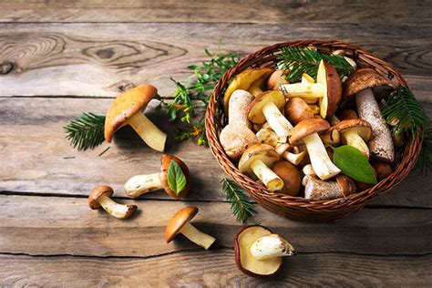 The Nutritional Power of Mushrooms