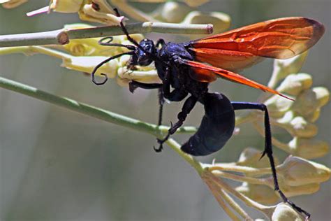 Tarantula Hawk Stock Photos Pictures And Royalty Free Images Istock