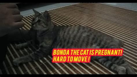 Bonda The Cat Is Pregnant She Hard To Move Now Youtube