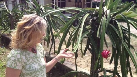 If you're growing multiple fruit plants, you'll need ¼ lb (118 g) of fertilizer and 4 lb (1.2 kg) of manure or compost for each one. Best set up to Grow Dragon Fruit in Malaysia - YouTube