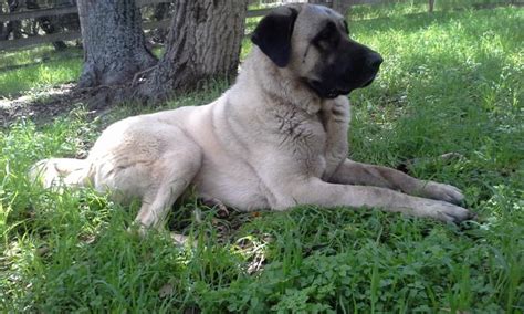 It is registered in the usa by the united kennel club (ukc), a respected registry for. Turkish Kangal Dogs for Sale in Prunedale, California ...