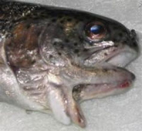 Mutations of plants, trees, mutations of animals, birds and fish. Chernobyl Fish Mutations A few freaky mutants with ...