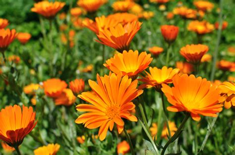 Check spelling or type a new query. The Best Flowers for a Vegetable Garden to Attract ...