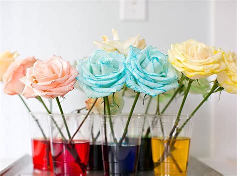 How To Dye Flowers Rainbow Create Multicolored Roses
