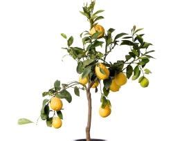 Egal, wann sie den olivenbaum schneiden: Zitronenbaum - Pflege, schneiden, überwintern und ...
