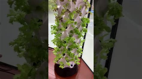 How To Use Pineapple Aeroponic Tower In Hydroponic System Youtube