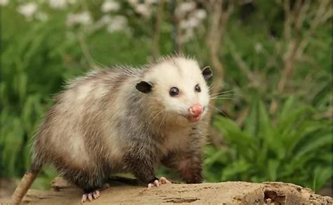 Top 10 Interesting Facts About Opossums