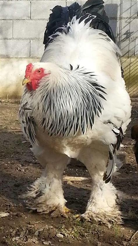 After The Massive Cow Meet The Colossal Cockerel Fancy Chickens