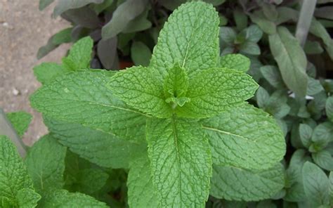 Here we see vietnamese mint, spearmint, mojito mint, and peppermint. Spearmint Plant Picture - Gardenality