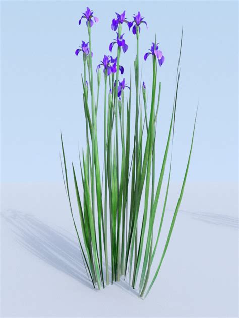 Siberian Iris Set Iris Sibirica 3d Model Cgtrader
