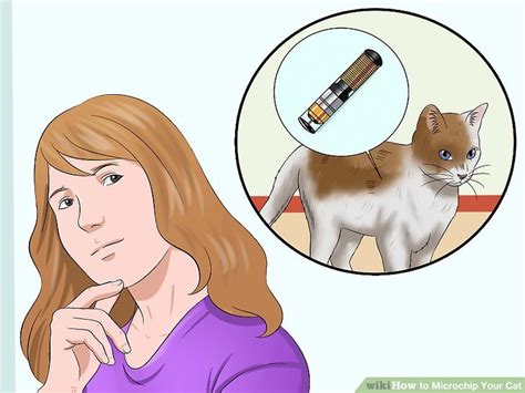 But this isn't always the case. How Much Does It Cost To Have A Cat Microchipped - CatWalls