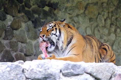 Tiger Eating A Meat Bone Stock Image Image Of Animal 31498737