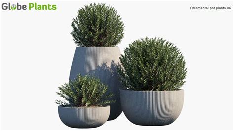 Ornamental plants are plants that are grown for decorative purposes in gardens and landscape design derivatives ornamentally adverb … english terms dictionary. Ornamental Pot Plant 06 - Wax Flower - Globe Plants