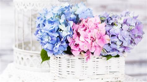 The new invincibelle spirit is one i'm going to check out this season. Pink Hydrangea Wallpapers - Wallpaper Cave