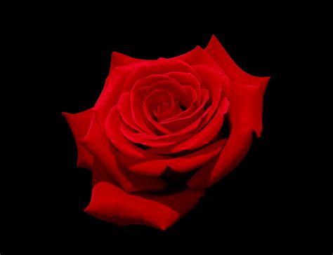 Download File Red Rose With Black Background  Wikimedia Mons By