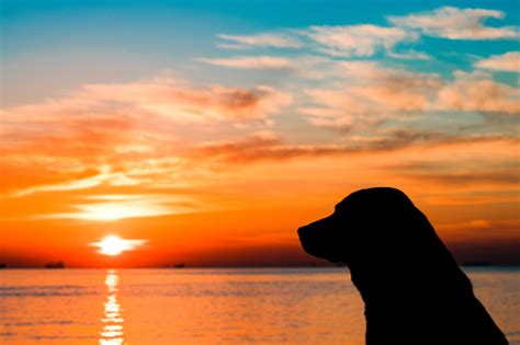Dog Sunset Pictures Download Free Images On Unsplash